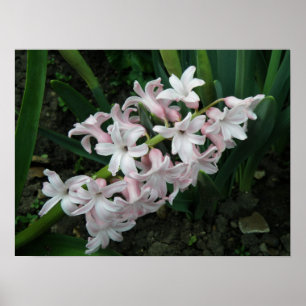 Hyacinth no Bloom Impressão