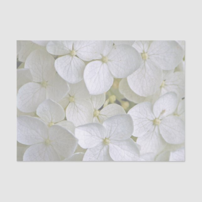 Hydrangea 6775 Papel Tecido (Frente )