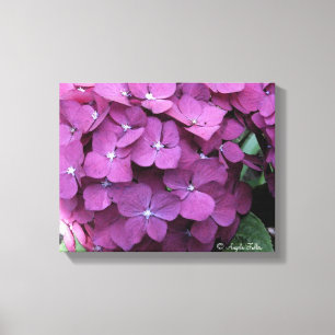 Hydrangea Blooms Canvas
