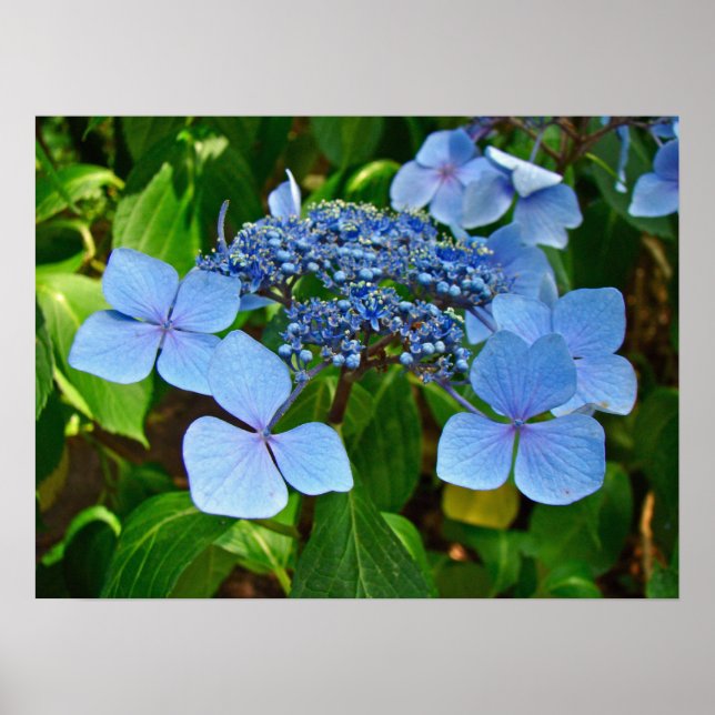 Hydrangea boné Azul - Poster (Frente)