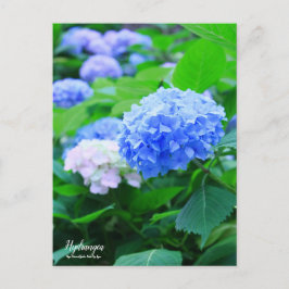 Hydrangea: Cartão postal