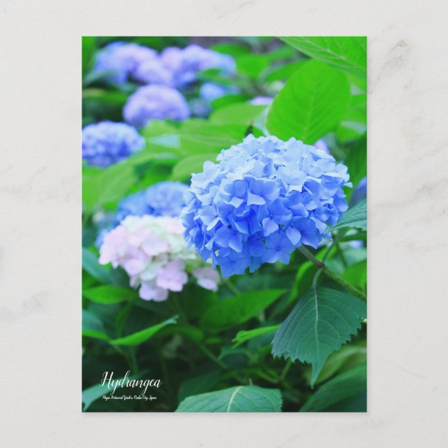 Hydrangea: Cartão postal (Frente)