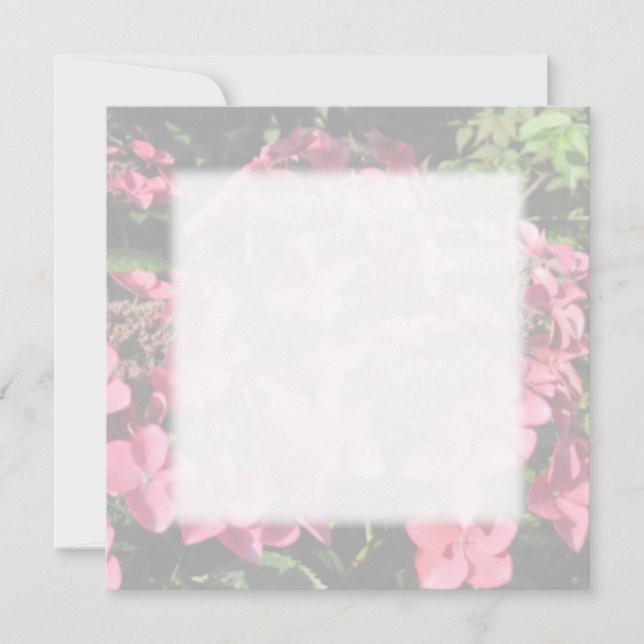 Hydrangea. Flores rosa. Cores de Pastel Suaves. (Frente)