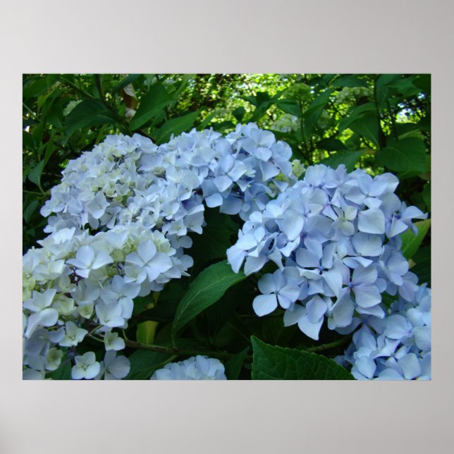 Hydrangea Flower Garden impressões Blue Hydrangas (Frente)