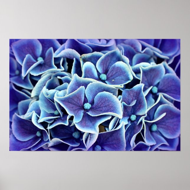 Hydrangea Flower Poster (Frente)
