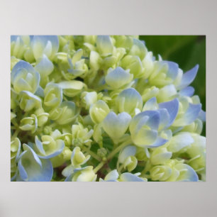 Hydrangea Impressão