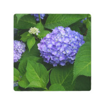 Hydrangea Lavanda 8"x8"