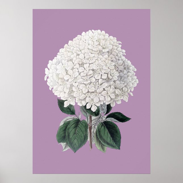 Hydrangea lila poster (Frente)