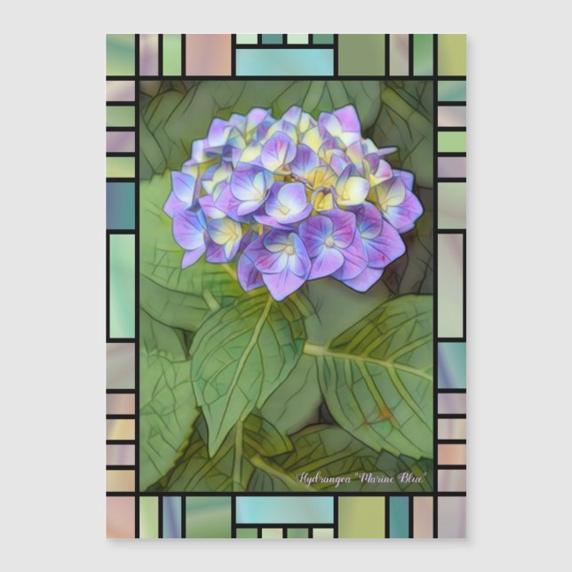 Hydrangea "Marine Blue" [Cartão Magnet] (Frente)