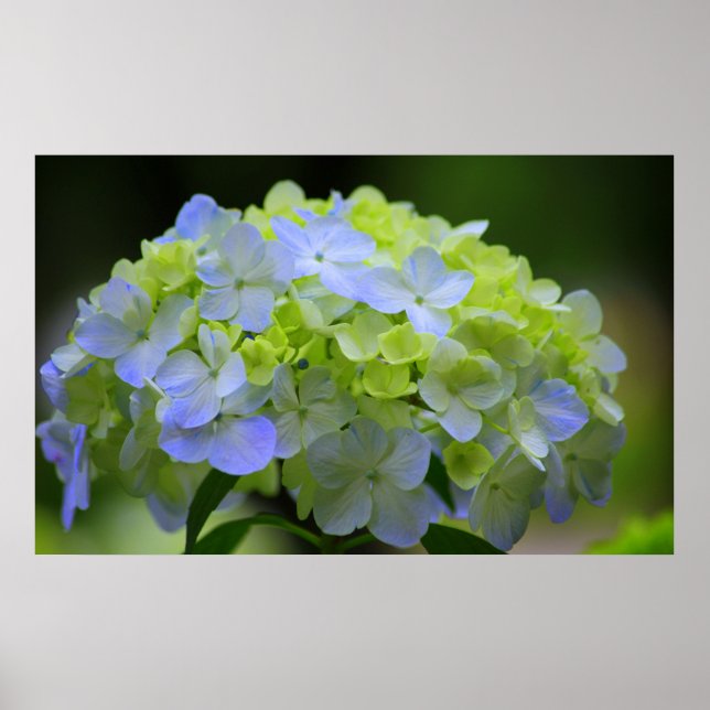 Hydrangea Poster (Frente)