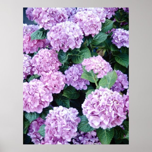 Hydrangea Poster (Frente)