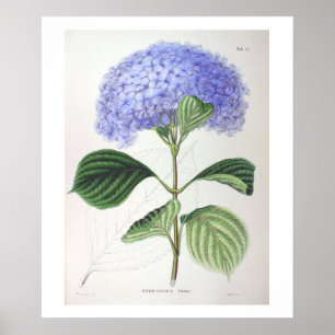 Hydrangea Poster