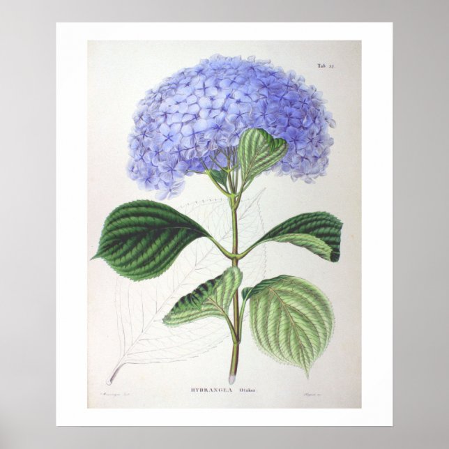 Hydrangea Poster (Frente)