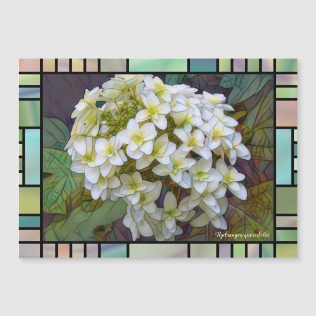 Hydrangea quercifolia [Magnet Card] (Frente)