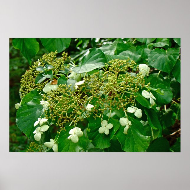 Hydrangea Subida Branca - Poster (Frente)