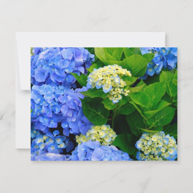 Hydrangeas (Frente)
