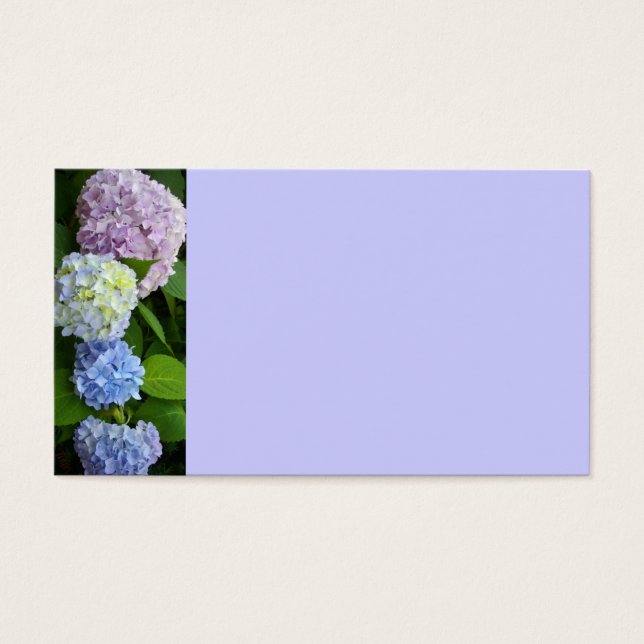 Hydrangeas (Frente)