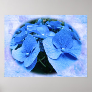 Hydrangeas Azuis - Poster