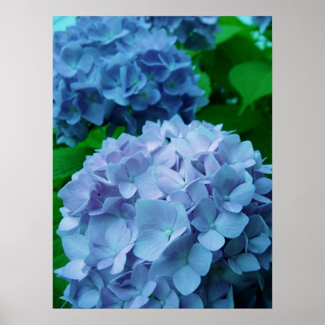 Hydrangeas {Blue} | POSTER (Frente)