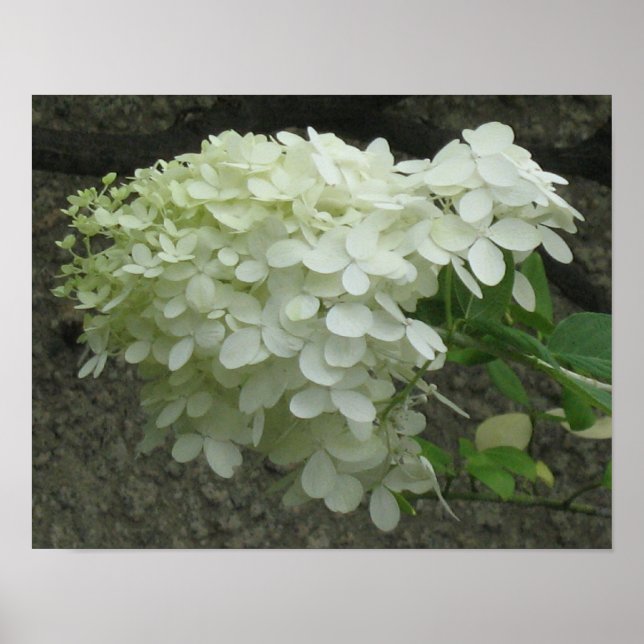 Hydrangeas brancas Poster Impressão (Frente)
