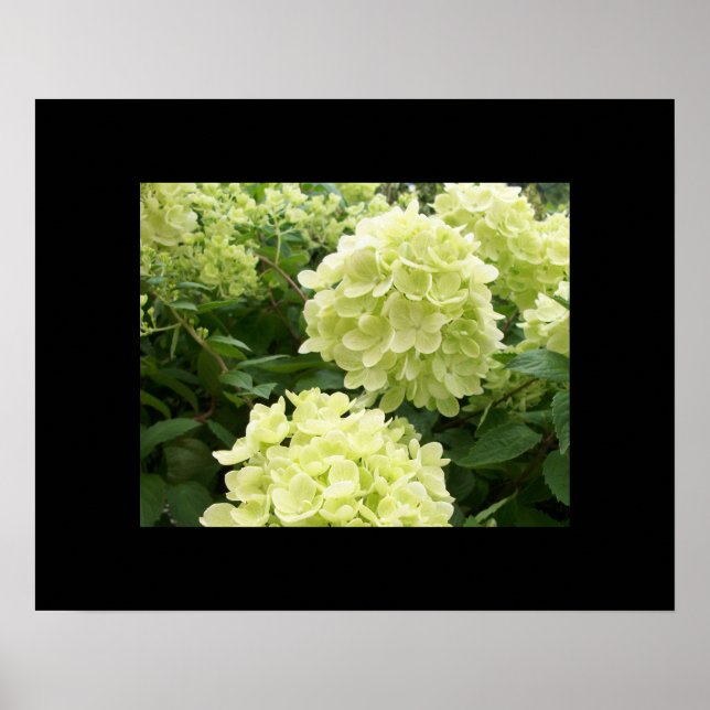 Hydrangeas Verde Poster (Frente)