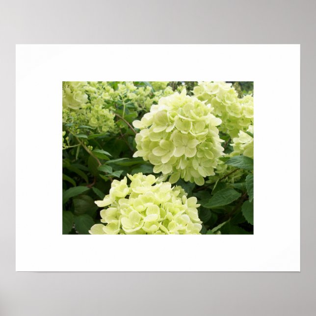 Hydrangeas Verde Poster (Frente)