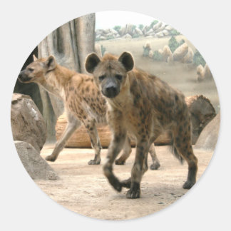 Hyena Pega Um Adesivo De Olhar