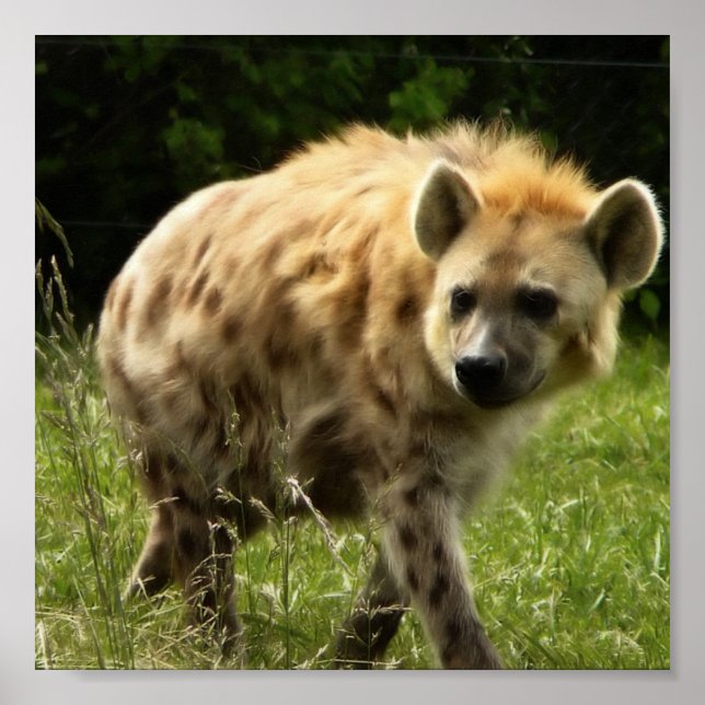 Hyena Poster Impressão (Frente)