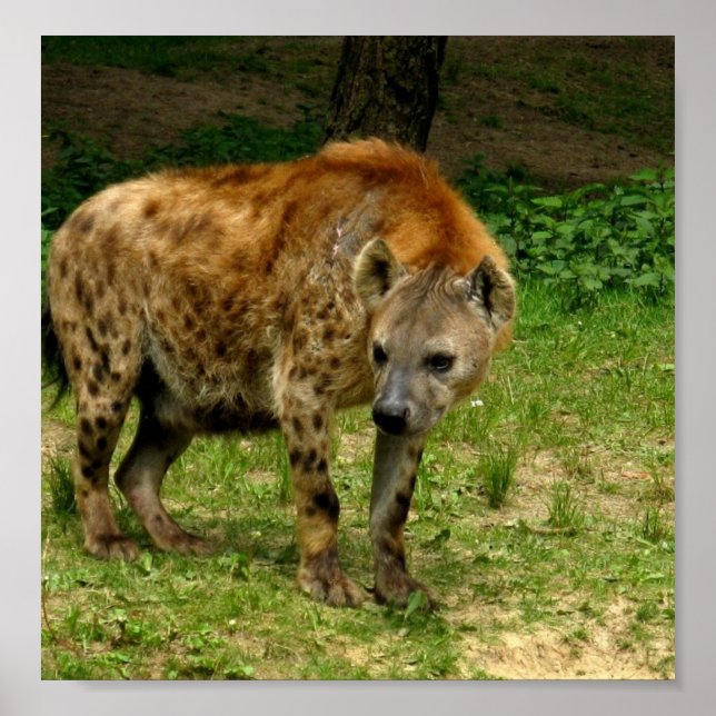 Hyena Prowl Poster Impressão (Frente)