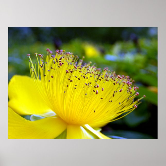 Hypericum Calcyinum Poster (Frente)