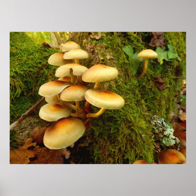Hypholoma fasciculare Mushroom Poster (Frente)