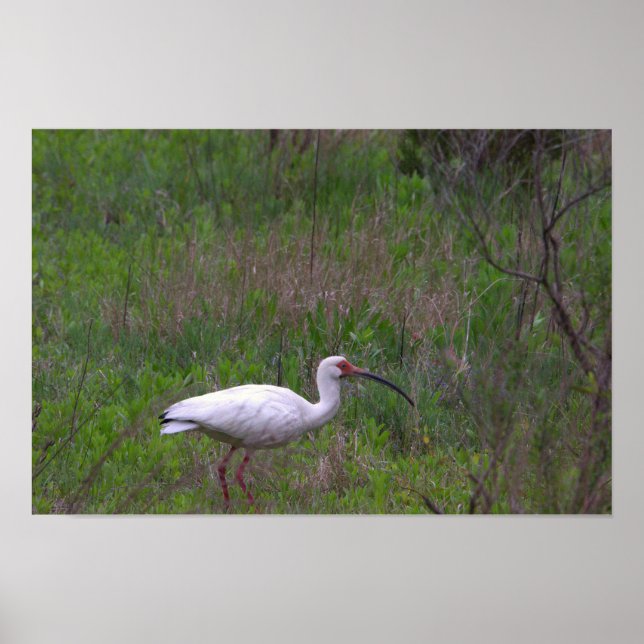 Ibis Bird Photo Poster (Frente)