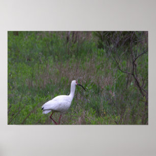 Ibis Bird Photo Poster