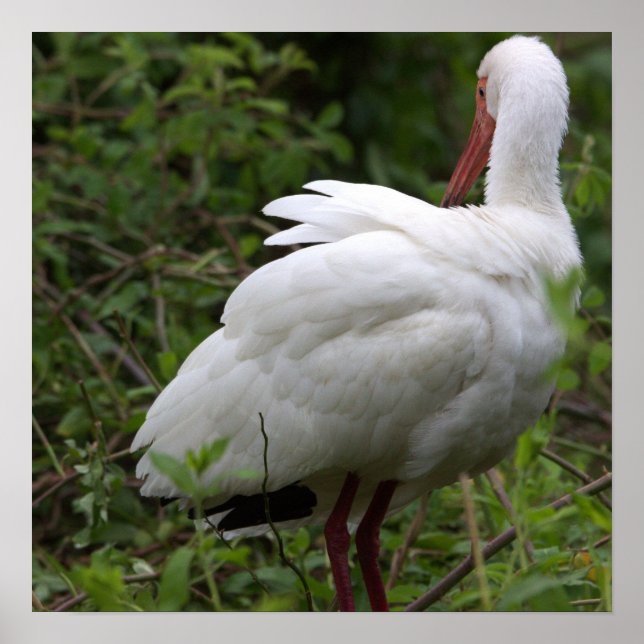 Ibis Bird Poster (Frente)