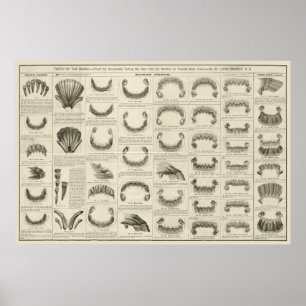 Idade do cavalo pelo poster da anatomia da carta
