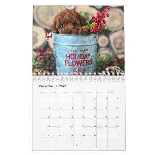 Idaho Jewels Poodles Calendário 2026