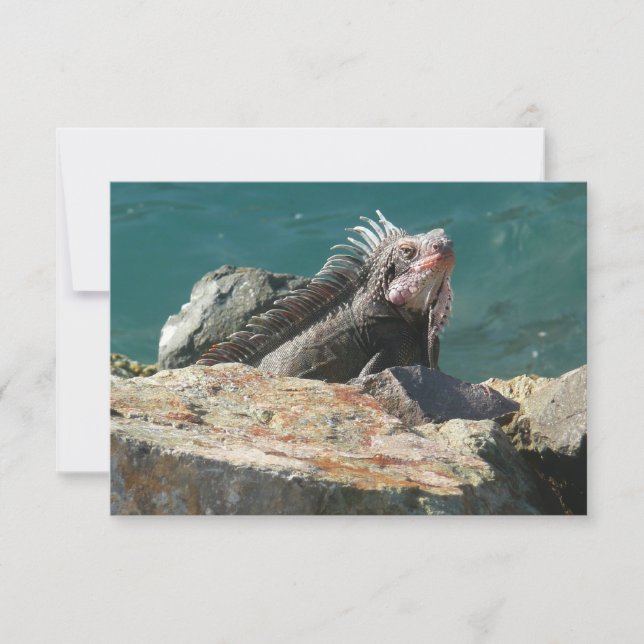 Iguana em St. Thomas (Frente)