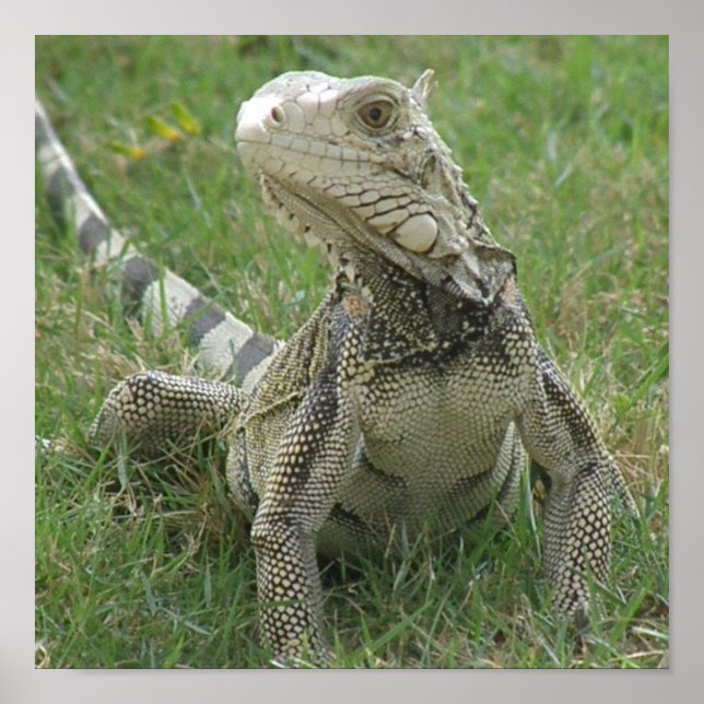 Iguana Impressão (Frente)