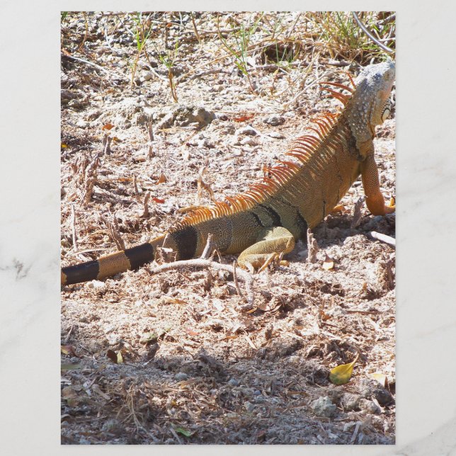 Iguana laranja caça (Frente)