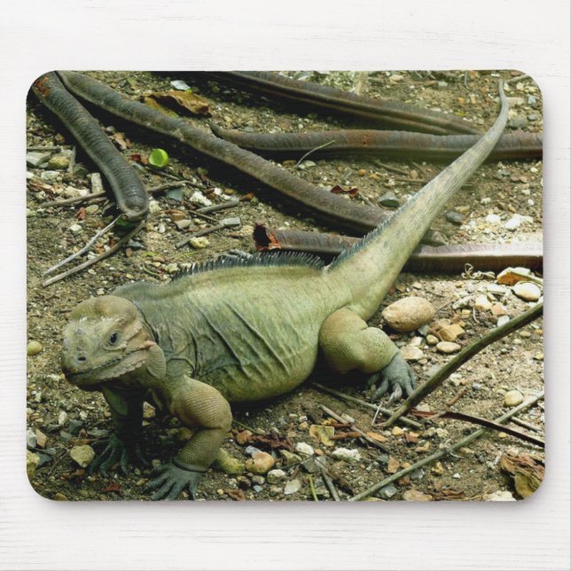 Iguana Mousepad (Frente)