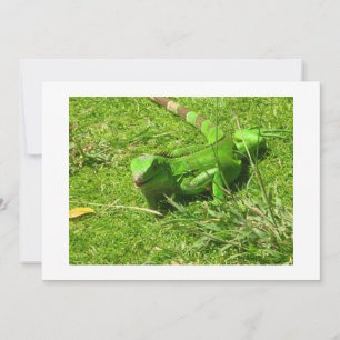 Iguana verde na grama