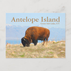 Ilha Antelope, Lago Salt Excelente, Cartão postal 