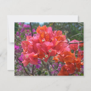 Ilha Tropical Rosa Bougainvillea Floral