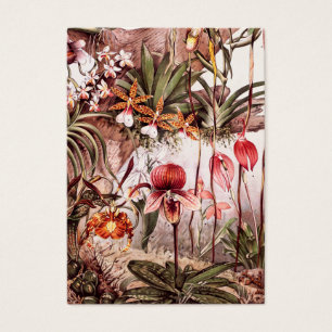Ilustração 1911 da variedade da flor da orquíde