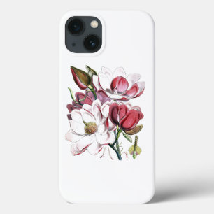Ilustração Antiga do Flor Branco Magnolias Vinta