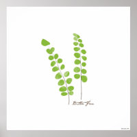 Ilustração Button Fern | Fern Botanical Impressão