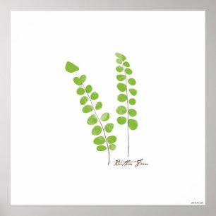 Ilustração Button Fern   Fern Botanical Impressão