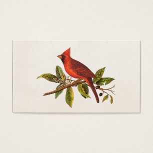 Ilustração cardinal do pássaro da canção do