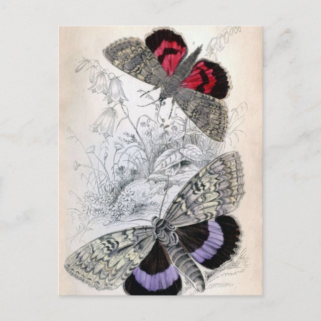 Ilustração da borboleta francesa Vintage - Cartão  (Frente)