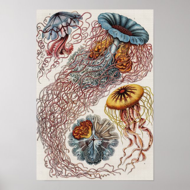 Ilustração da vida marinha - Ernst Haeckel Poster (Frente)